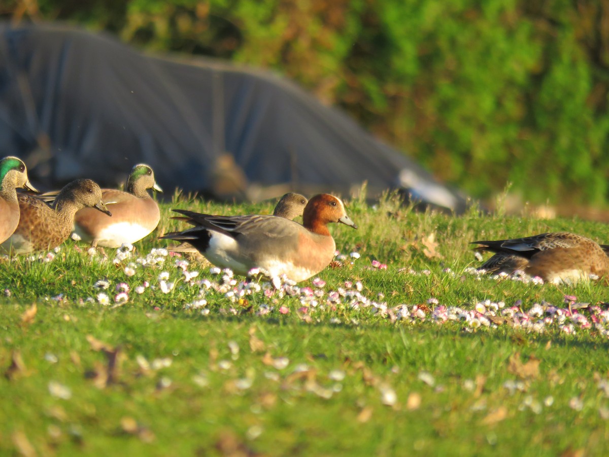 Eurasian Wigeon - ML89480381