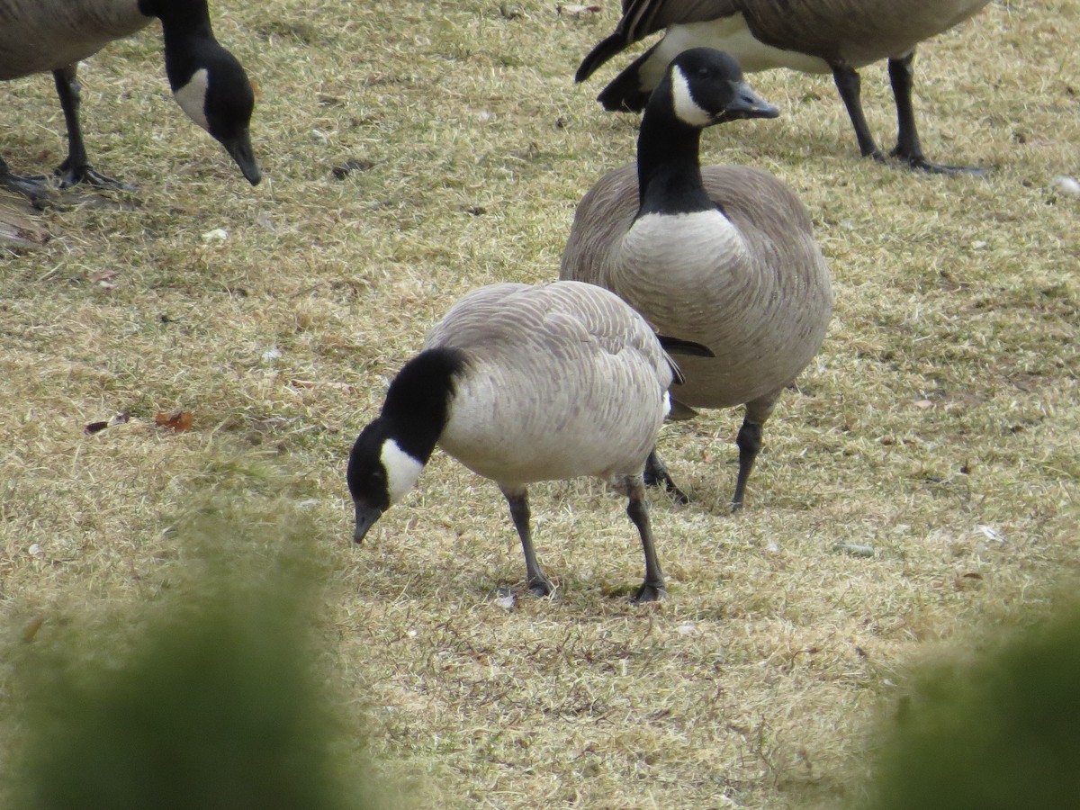 Cackling Goose - Matthew Garvin