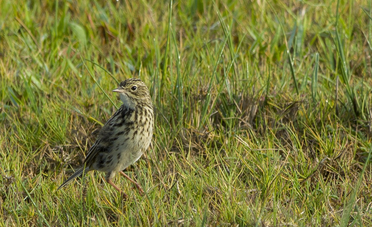 Short-billed Pipit - ML89480841