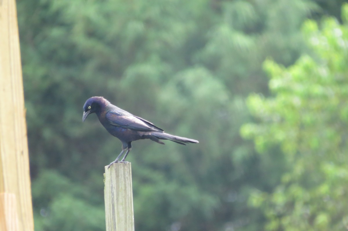 Common Grackle - ML89481271
