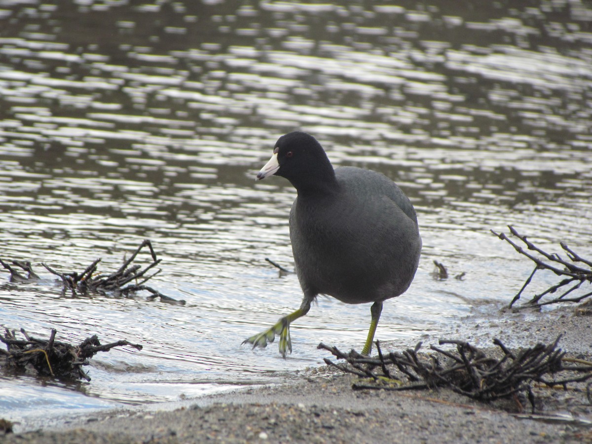 American Coot (Red-shielded) - Marcus Hibpshman