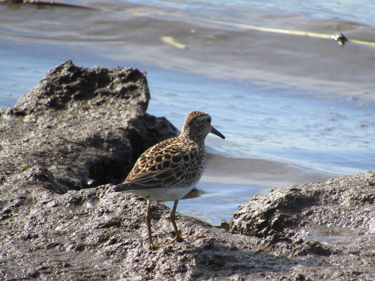 Pectoral Sandpiper - Marcus Hibpshman