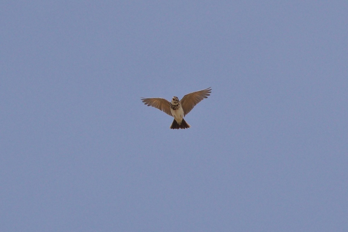 Crested Lark - Ian Jarvie