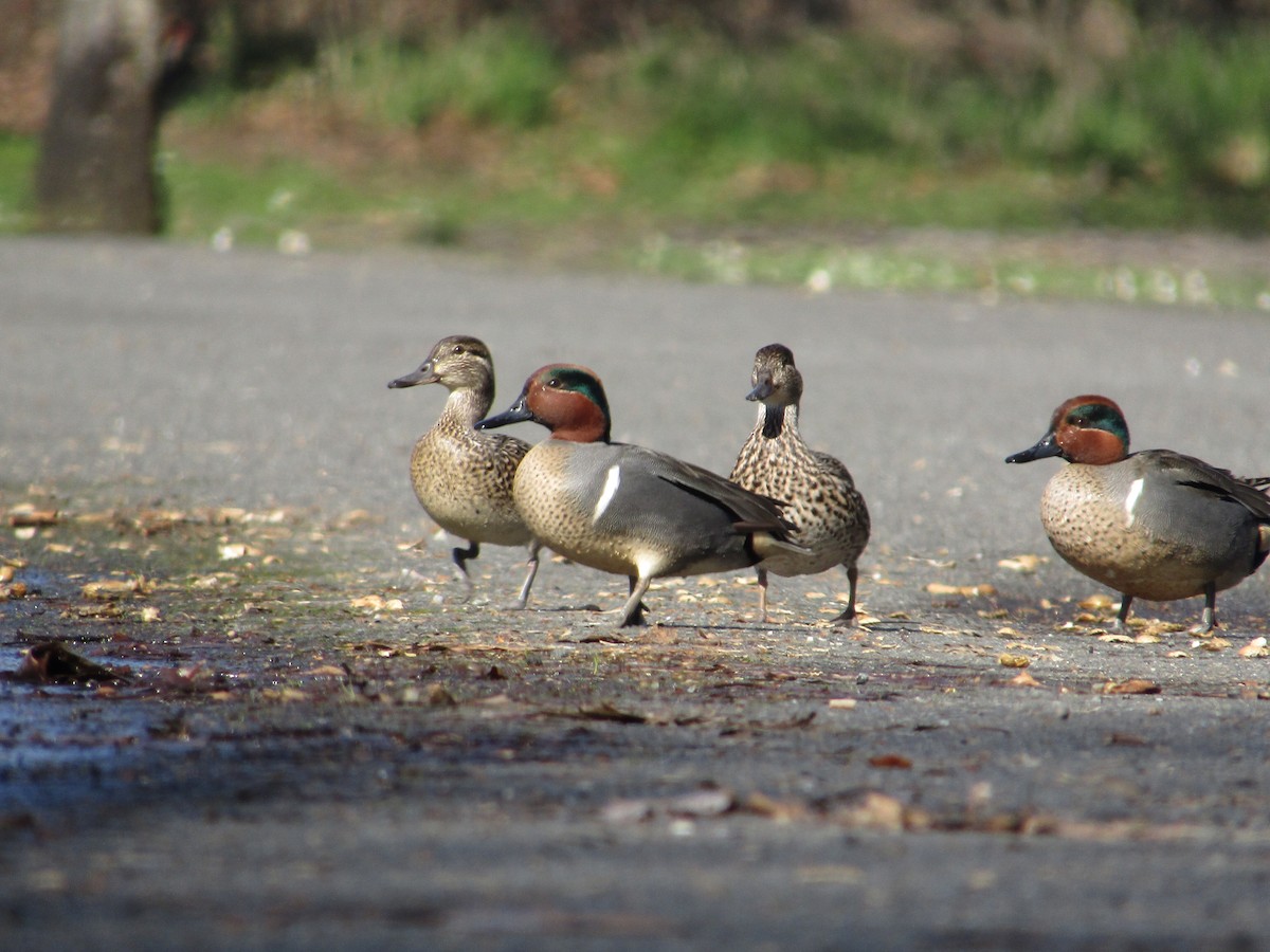 Green-winged Teal - Marcus Hibpshman