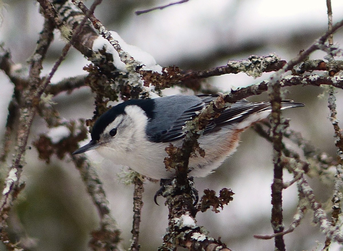 White-breasted Nuthatch - Alain Sylvain