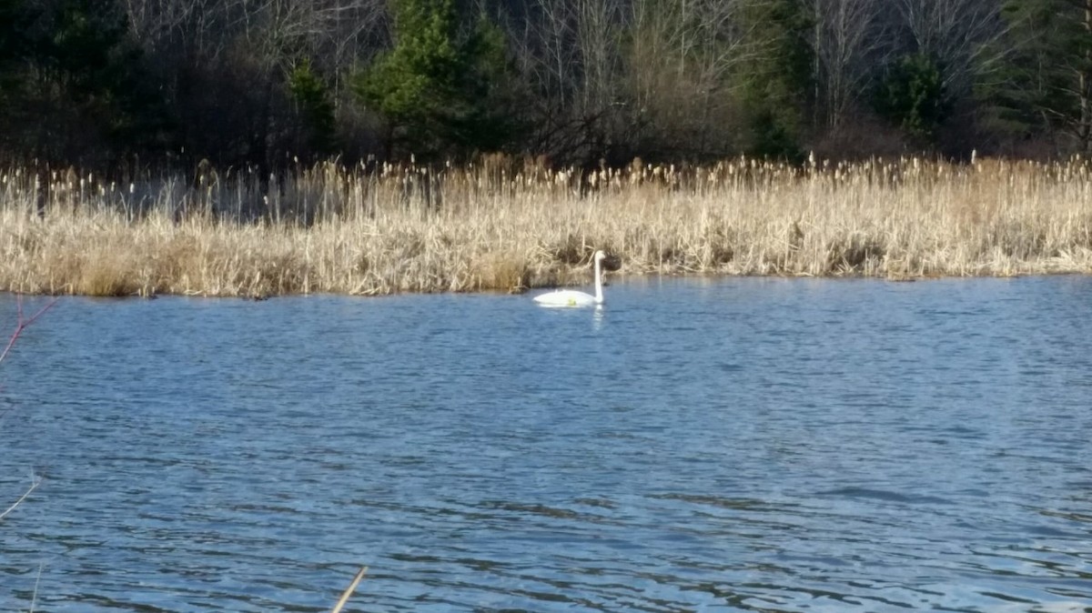 Cisne Trompetero - ML89483371