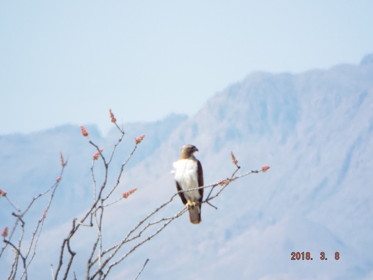 Red-tailed Hawk (fuertesi) - ML89483411