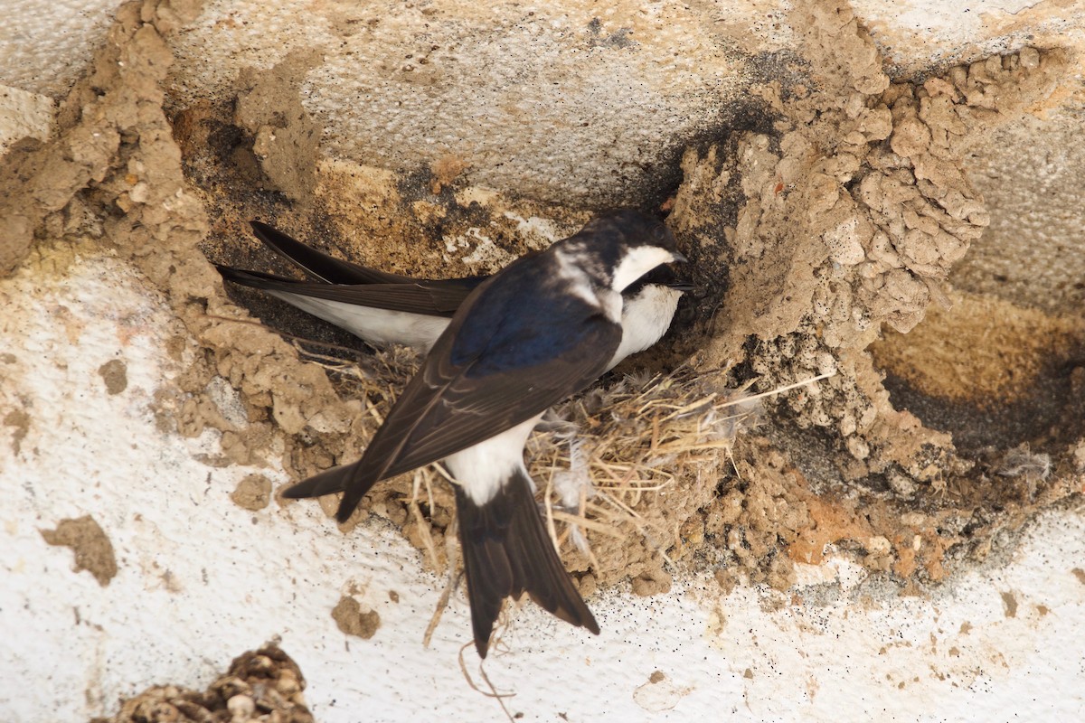 Western House-Martin - ML89484991