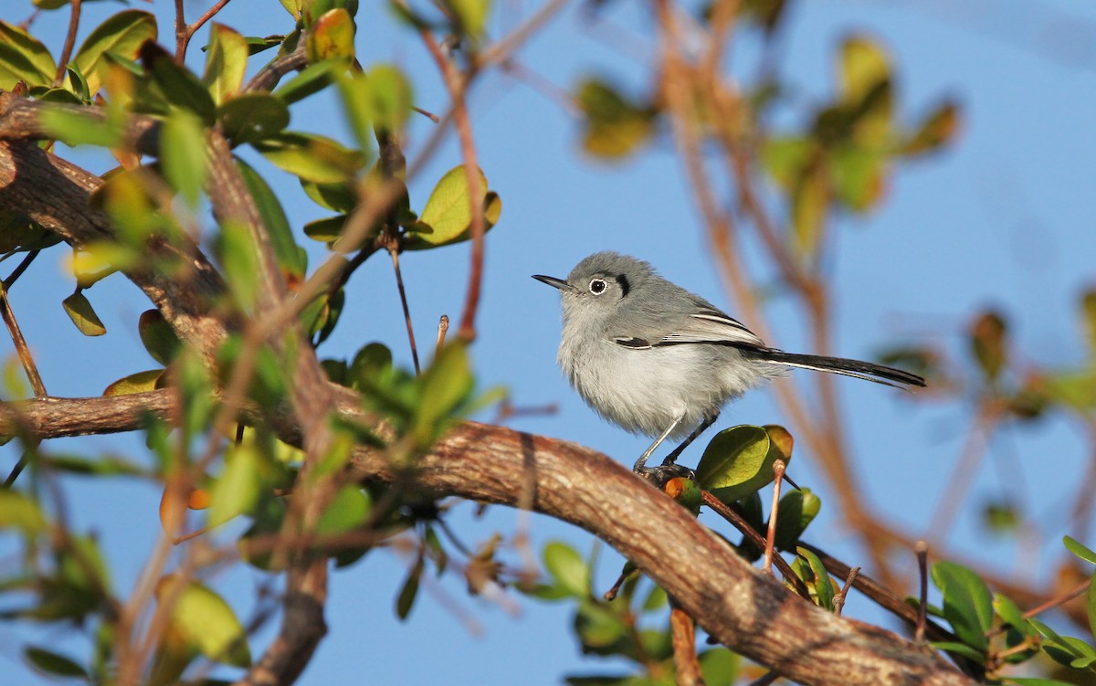 Cuban Gnatcatcher - Christoph Moning