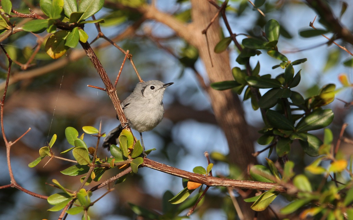 Cuban Gnatcatcher - ML89485351