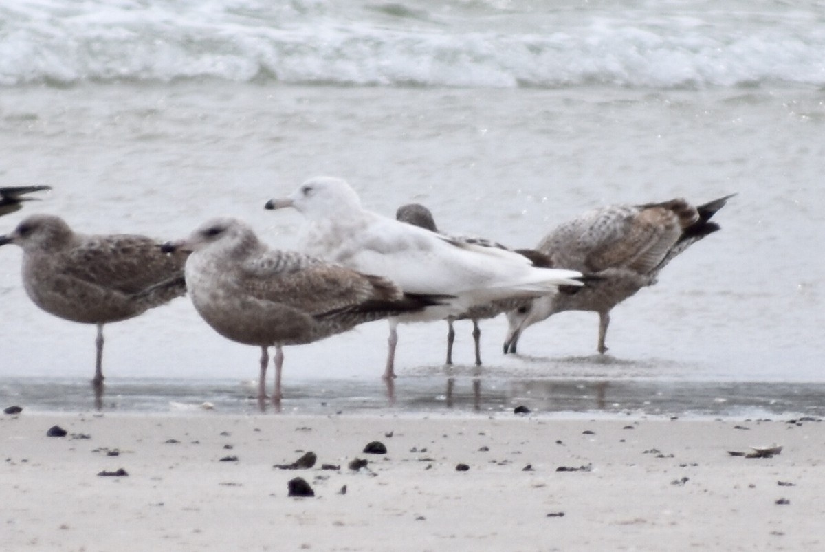 Glaucous Gull - ML89486381