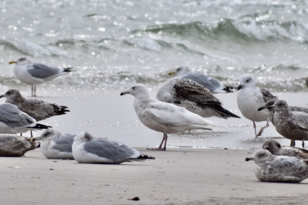 Glaucous Gull - ML89486401