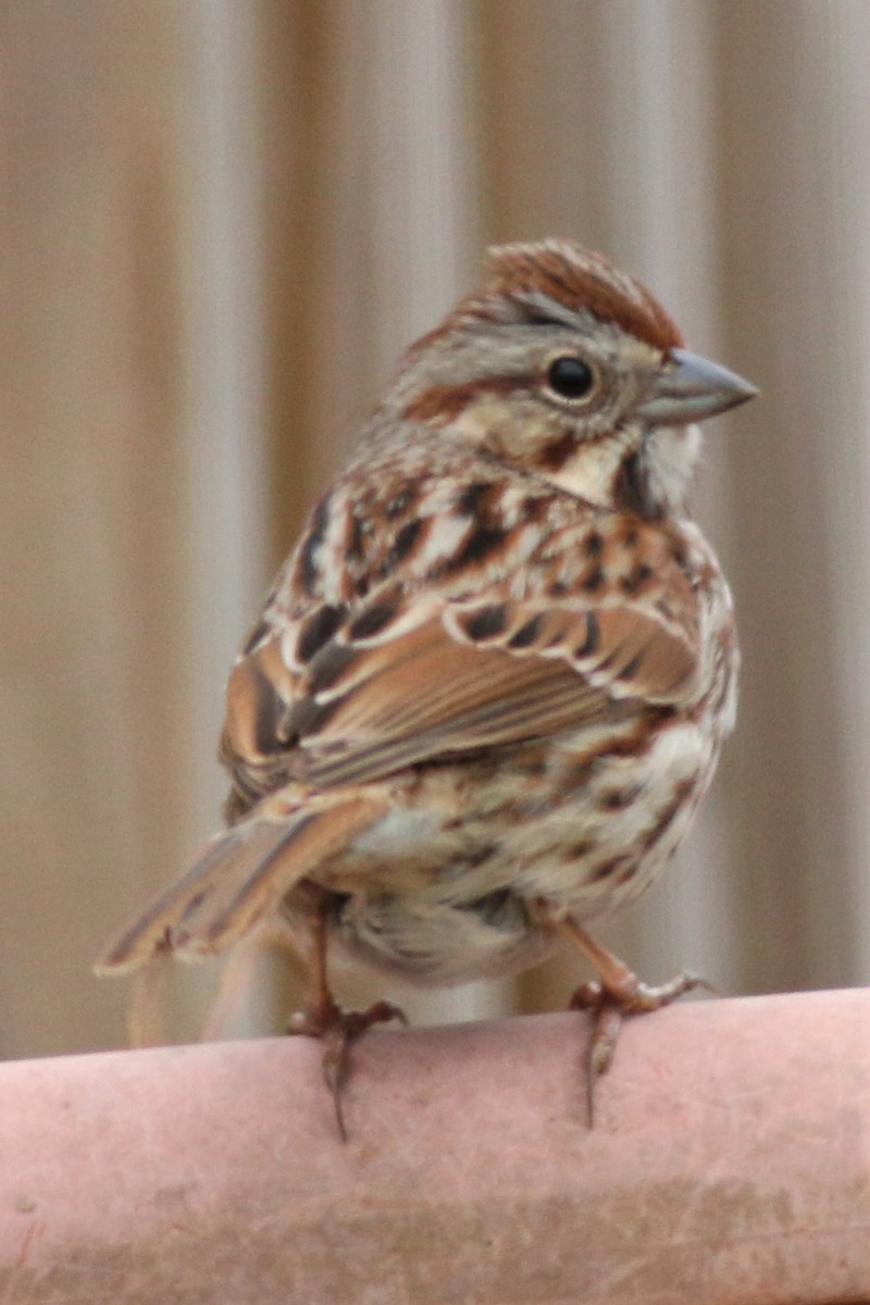 Song Sparrow - ML89487661