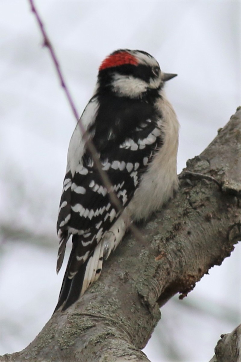 Downy Woodpecker - ML89487831