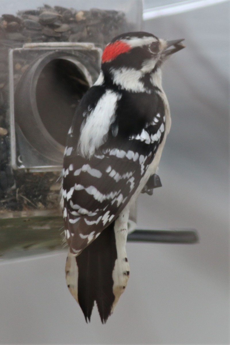 Downy Woodpecker - ML89487861