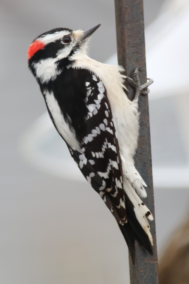 Downy Woodpecker - ML89487871