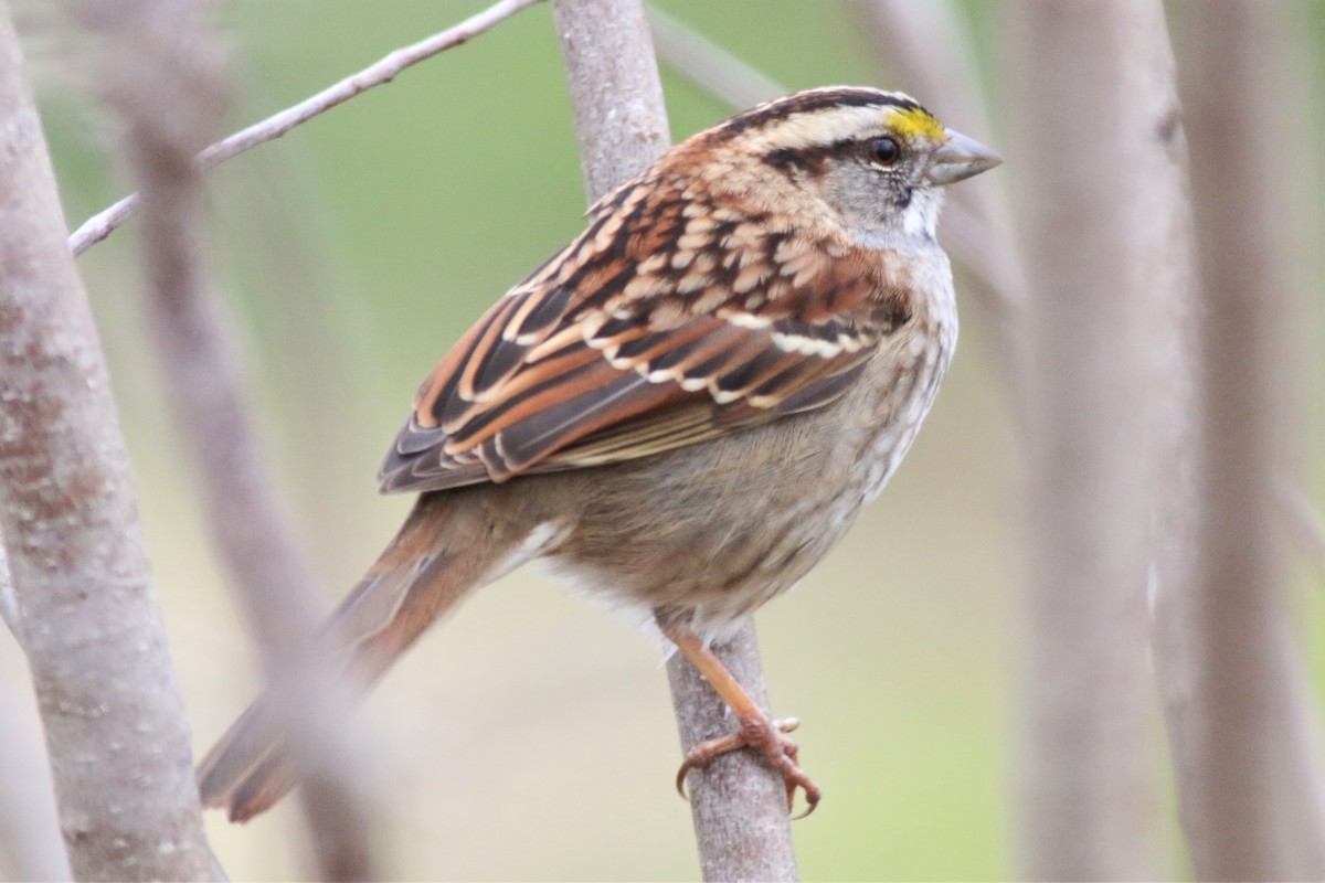 White-throated Sparrow - ML89488091