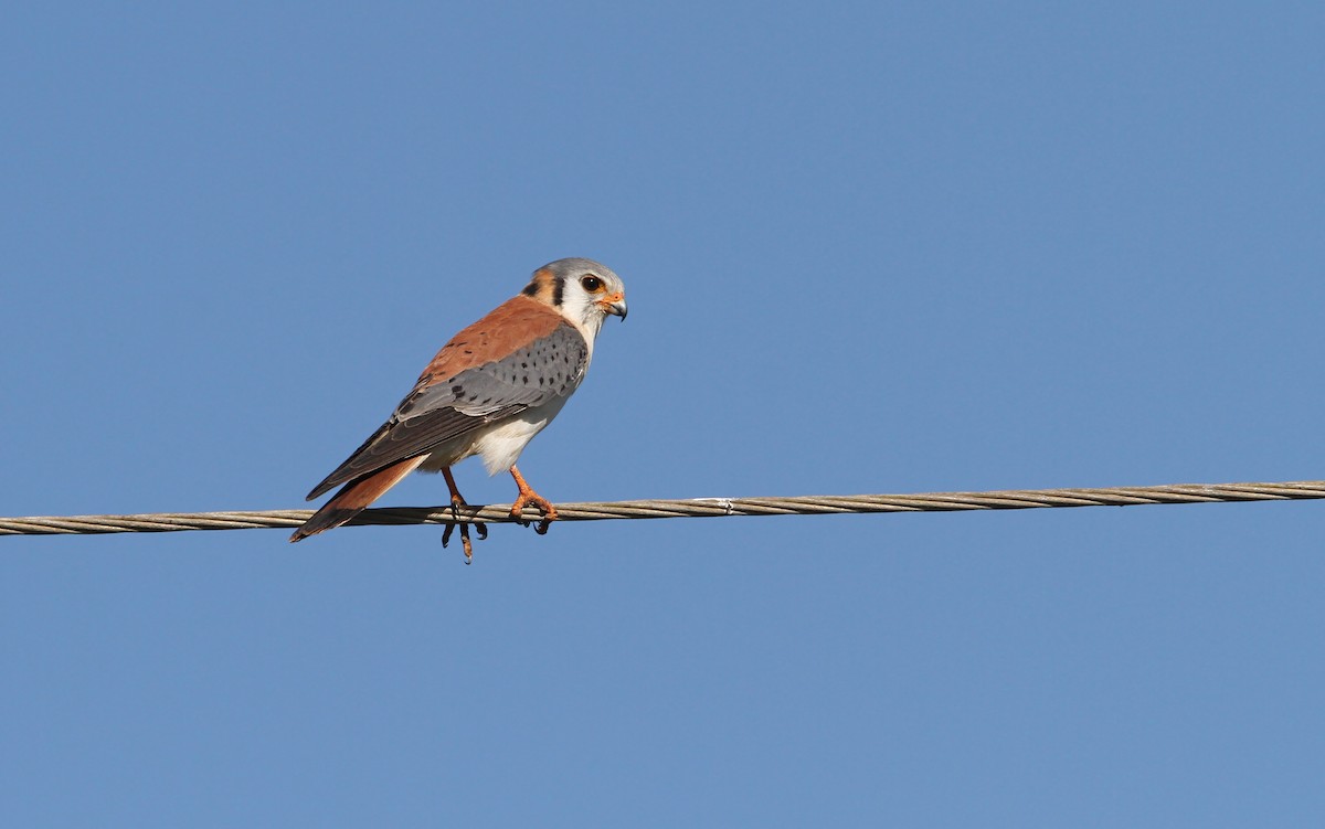 American Kestrel (Cuban) - ML89490231