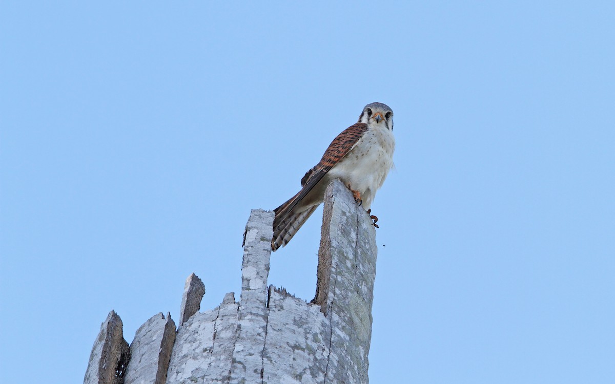 American Kestrel (Cuban) - ML89490341