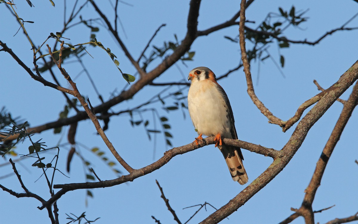 American Kestrel (Cuban) - Christoph Moning