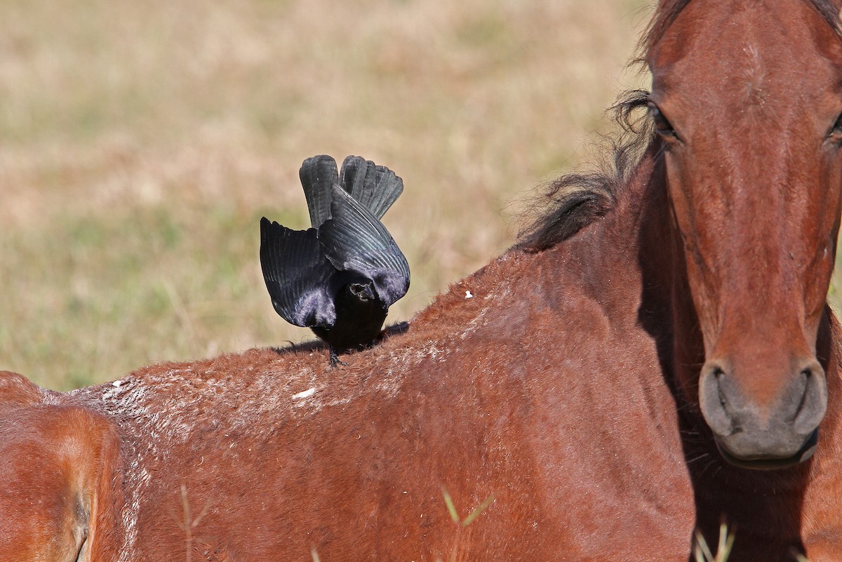Cuban Blackbird - ML89495471