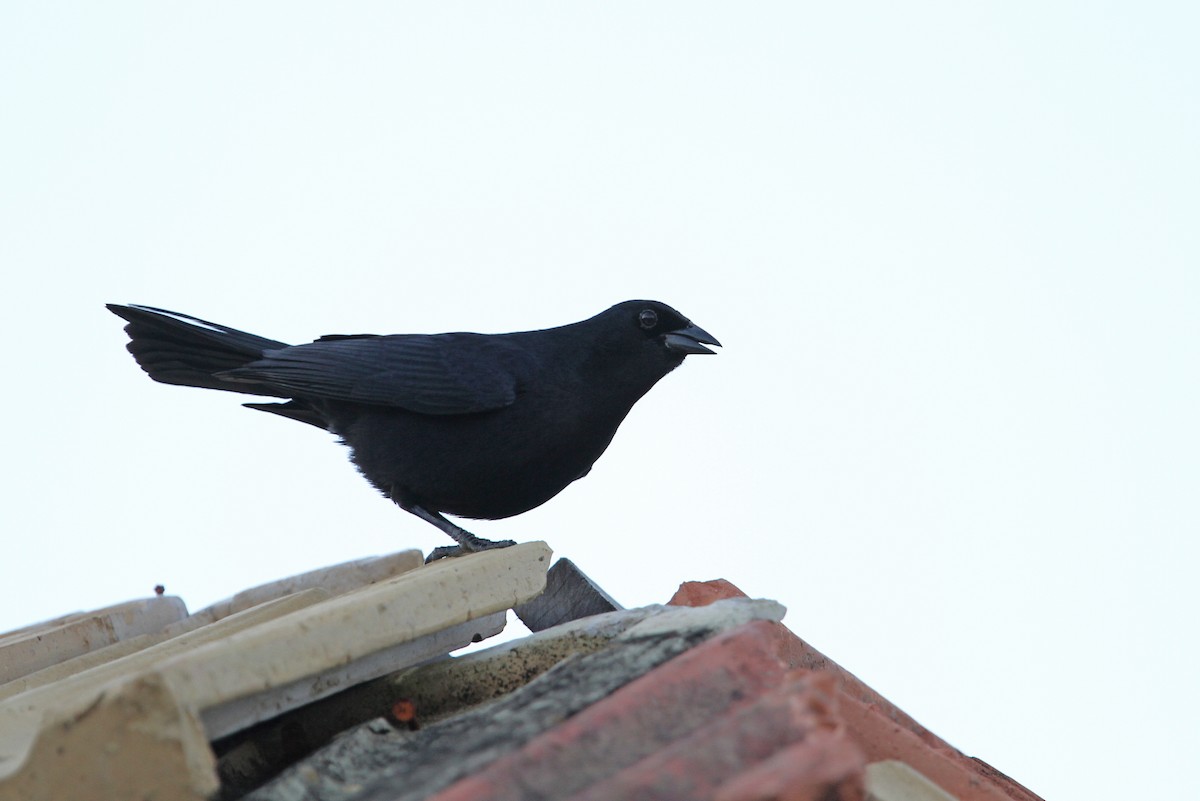 Cuban Blackbird - ML89495981