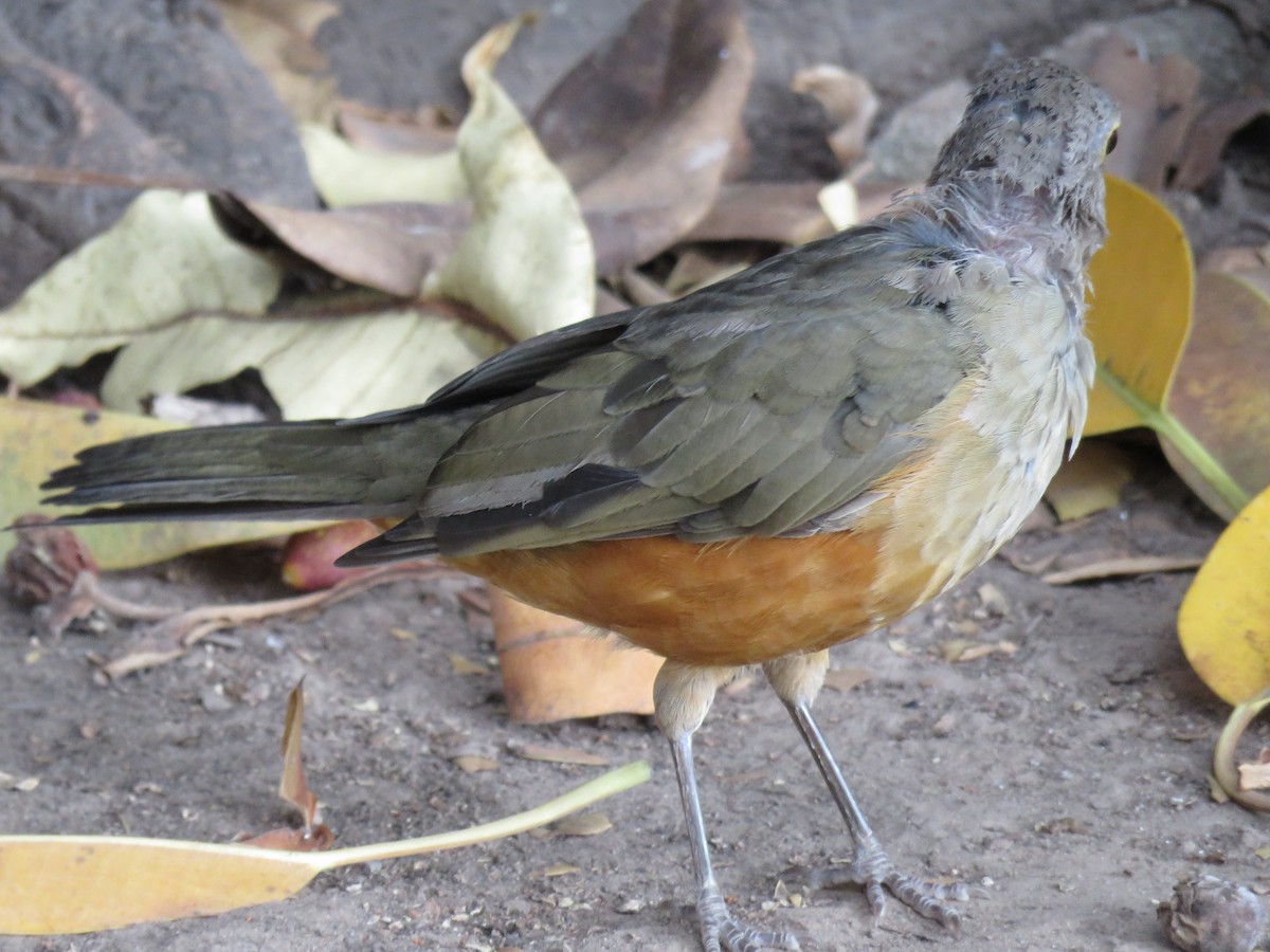 Rufous-bellied Thrush - ML89496151