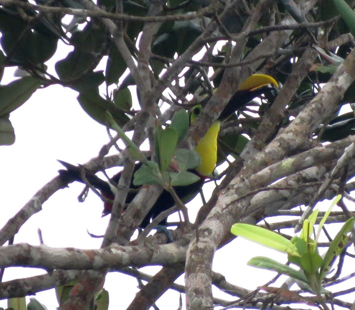 Toucan tocard - ML89497001