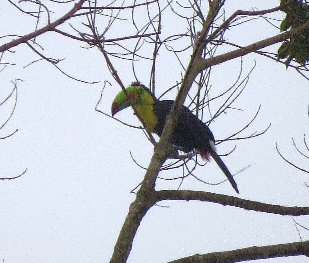 Toucan à carène - ML89497071