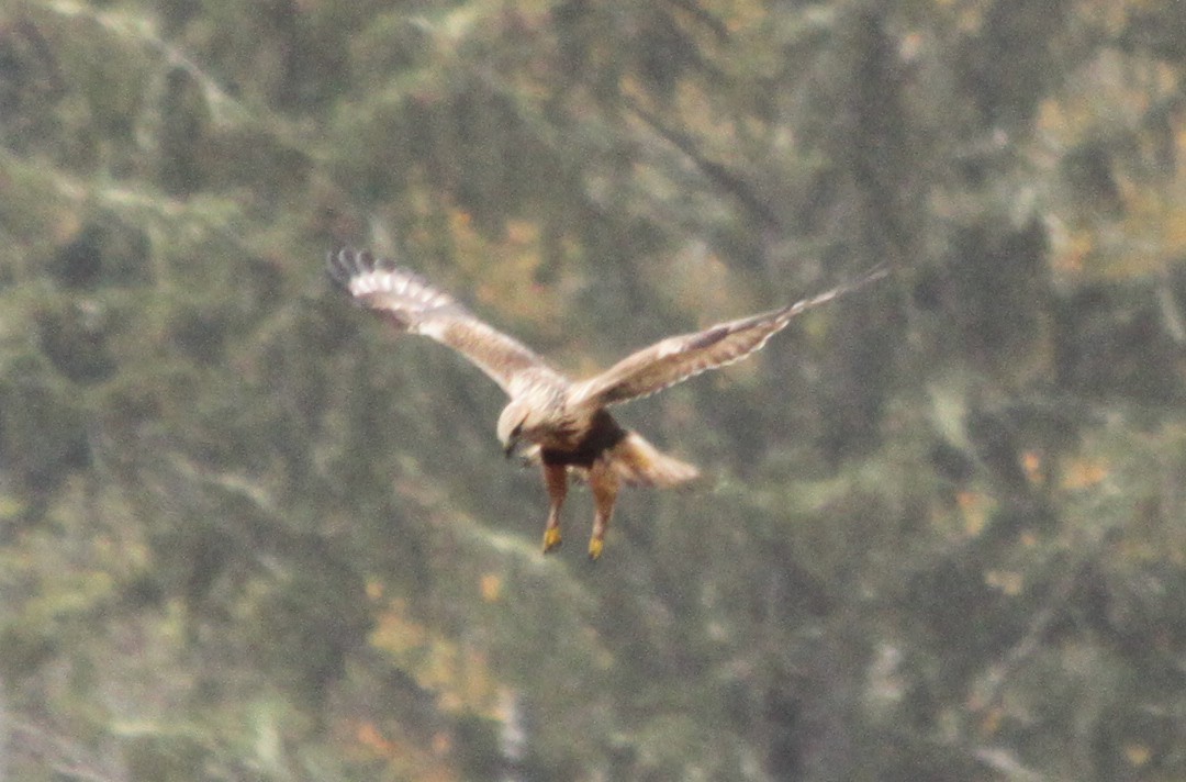 Rough-legged Hawk - ML89497371