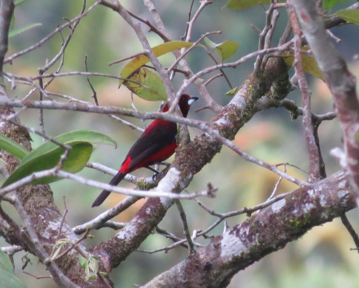 Tangara à dos rouge - ML89497391