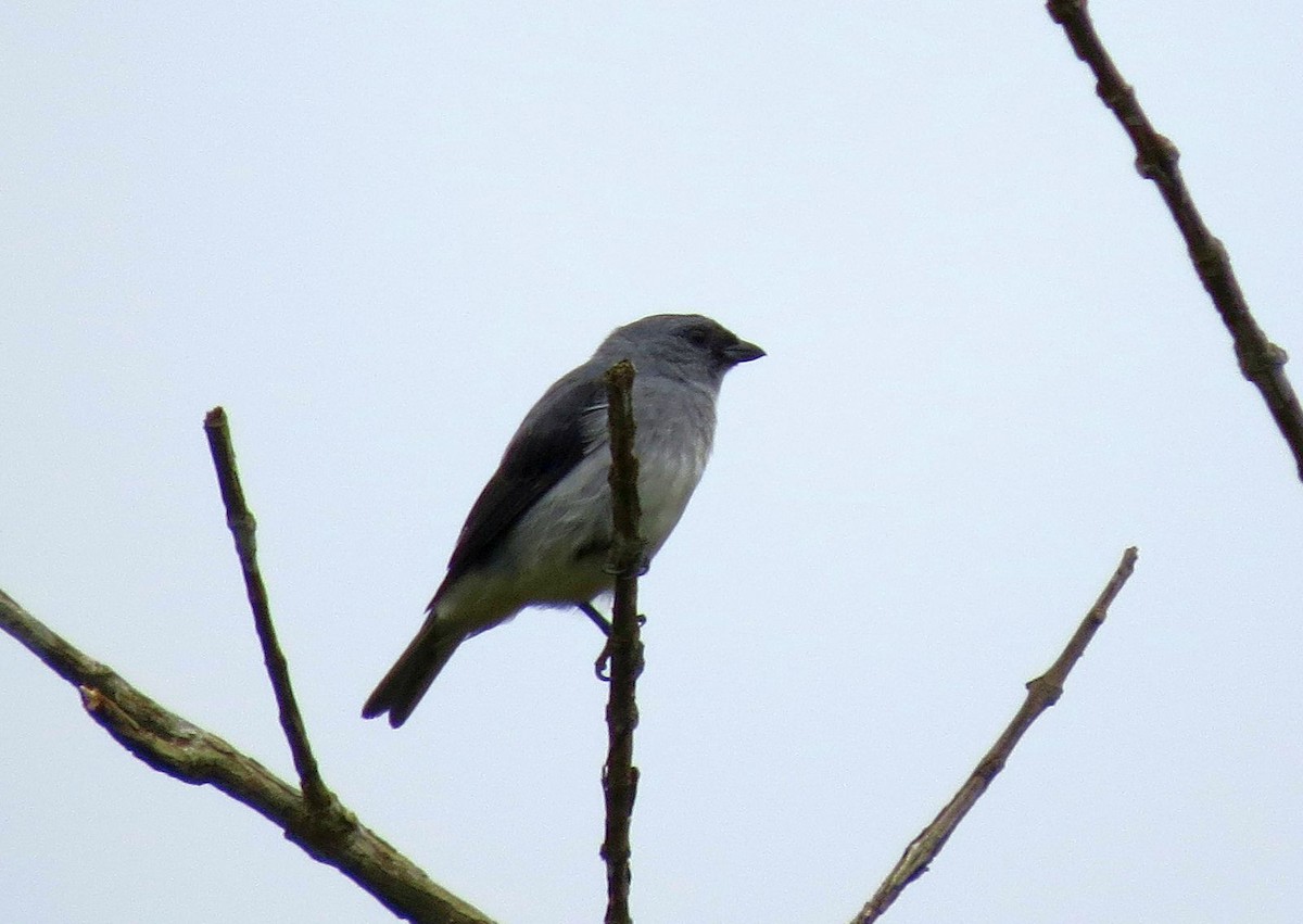 Calliste gris - ML89497451