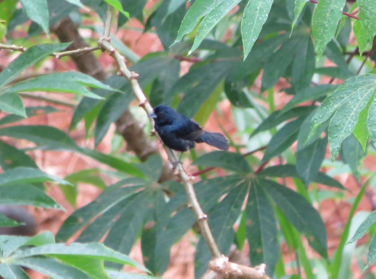 Jacarini noir - ML89497931