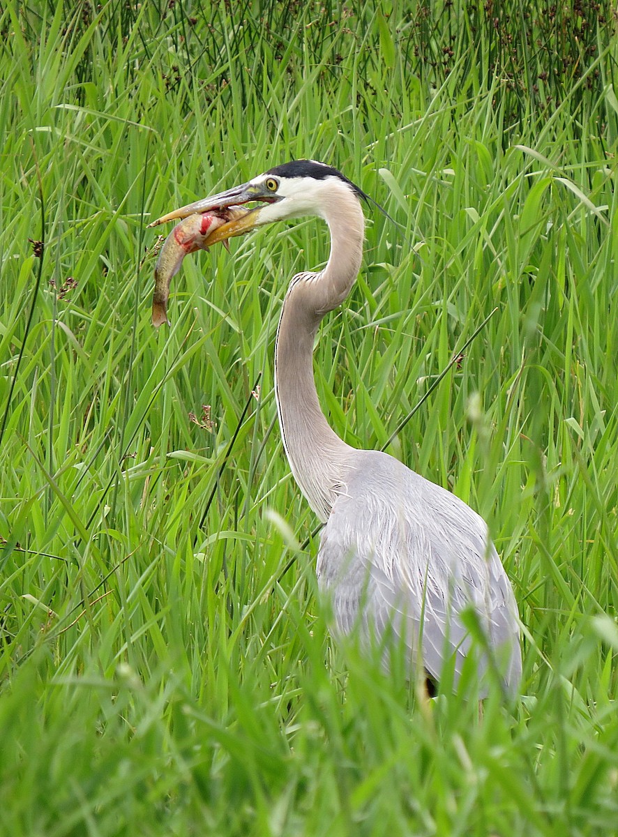 Great Blue Heron - Marya Moosman