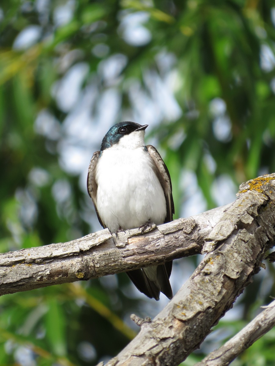 Golondrina Bicolor - ML89501231