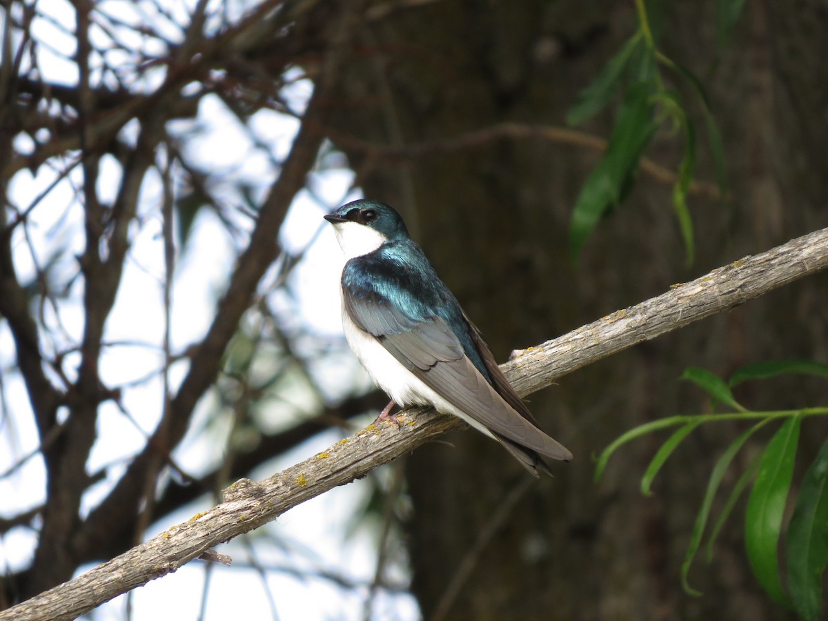 Golondrina Bicolor - ML89501241