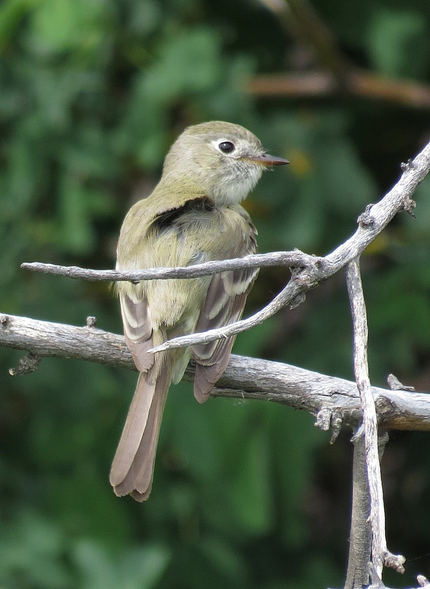 Dusky Flycatcher - ML89502251