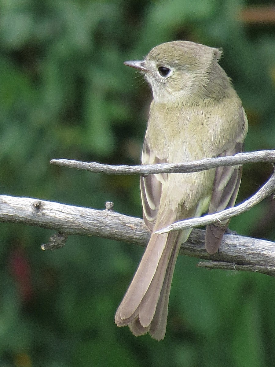 Dusky Flycatcher - ML89502291