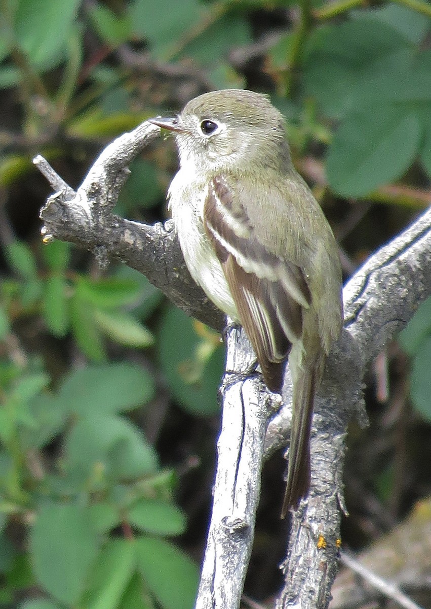 Dusky Flycatcher - ML89502361