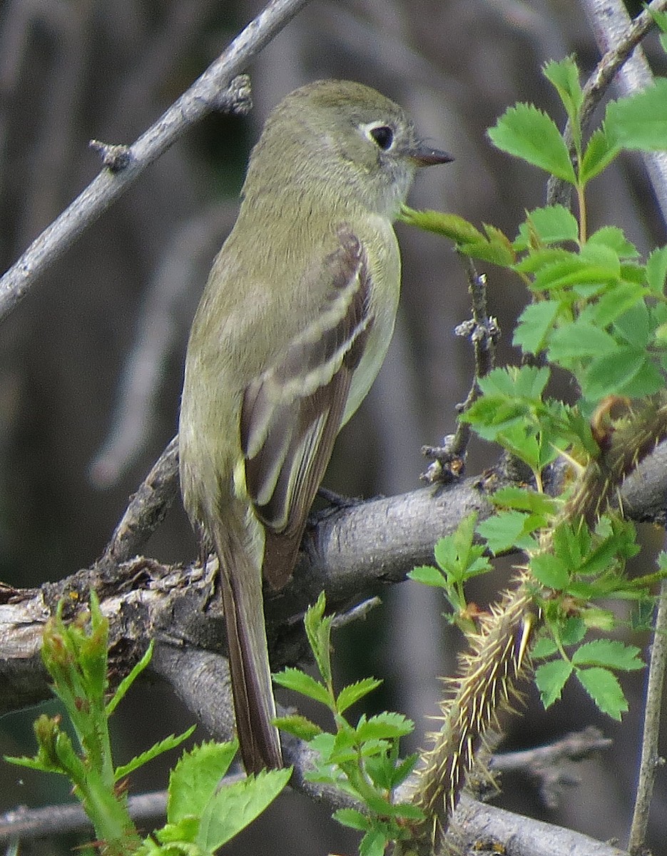 Dusky Flycatcher - ML89502381