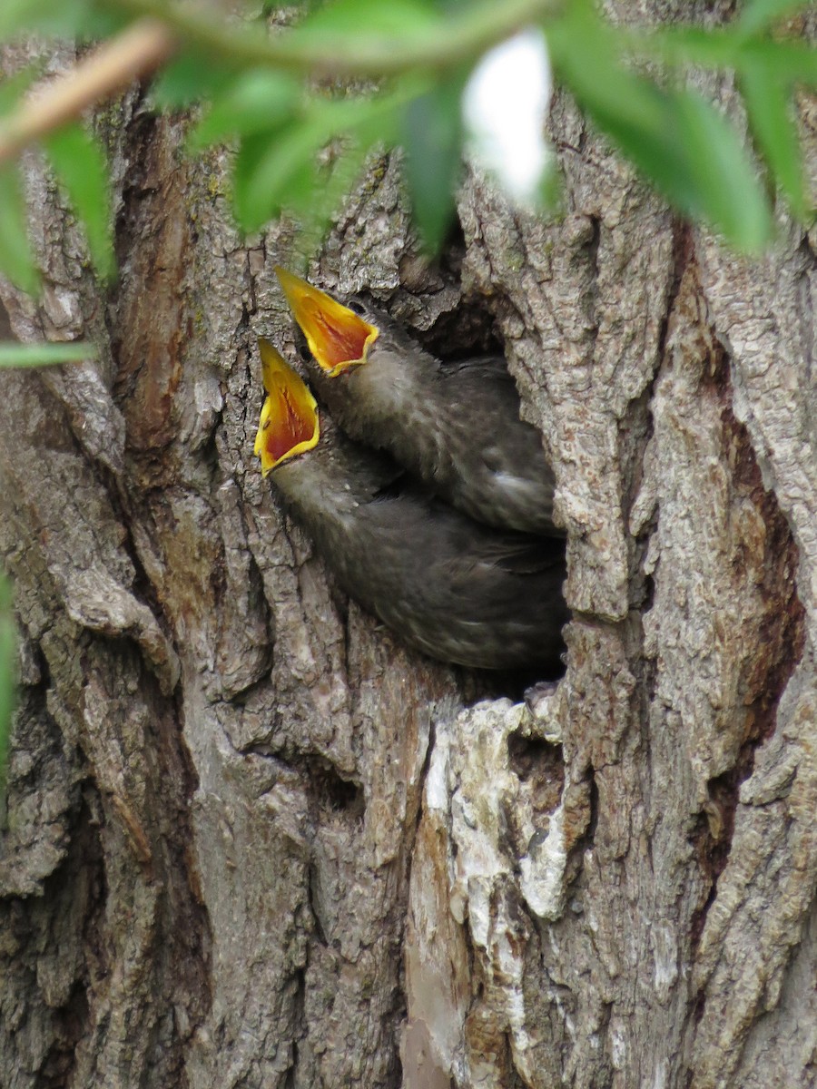 European Starling - ML89502561