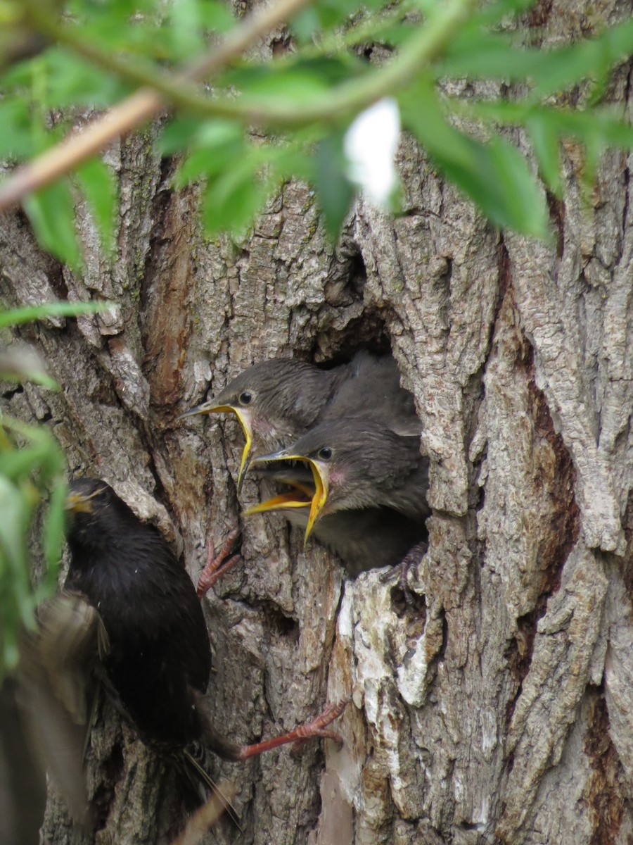 European Starling - ML89502591