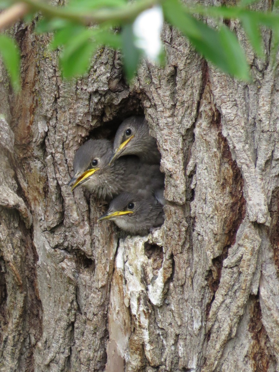 European Starling - ML89502601