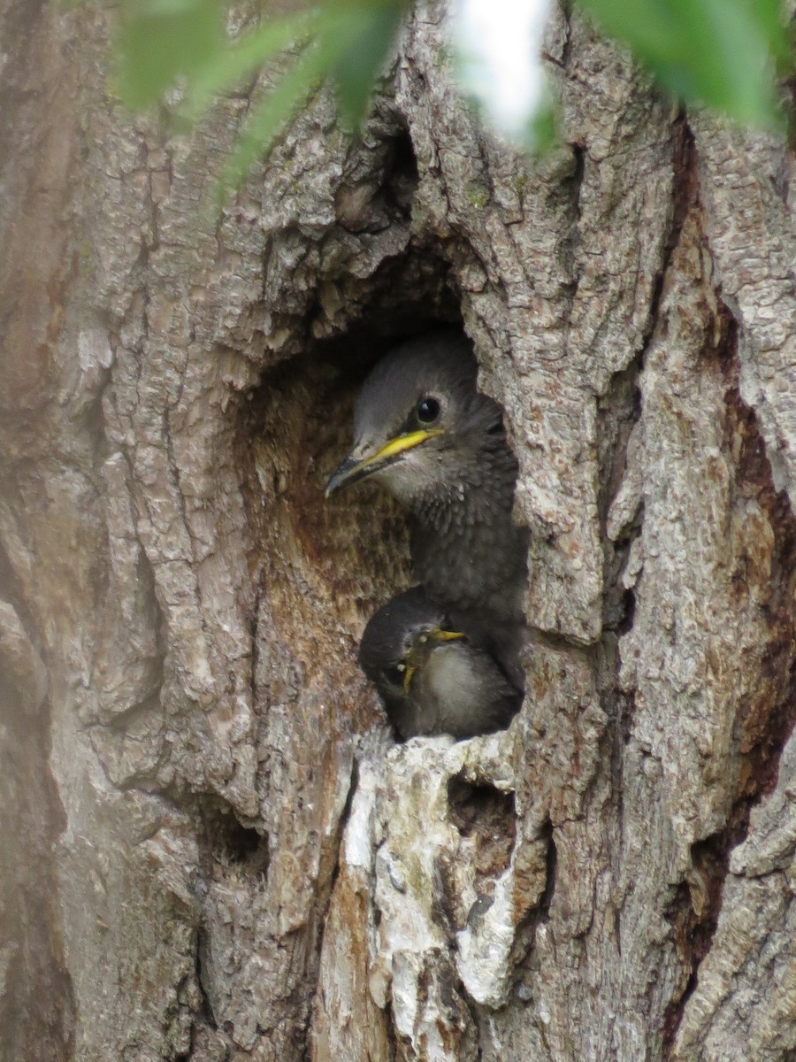 European Starling - ML89502661