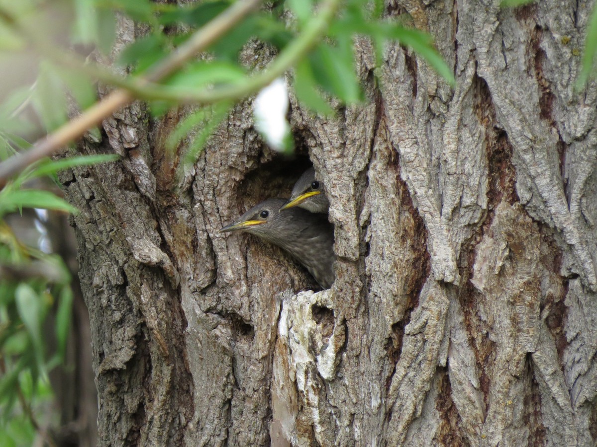 European Starling - ML89502691