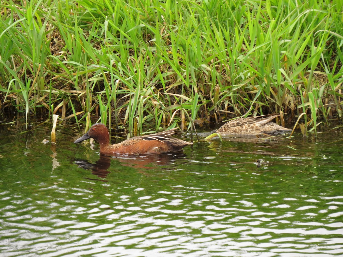 Cinnamon Teal - ML89502731