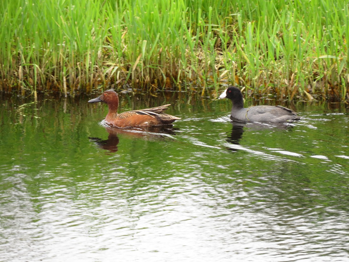 Cinnamon Teal - ML89502751