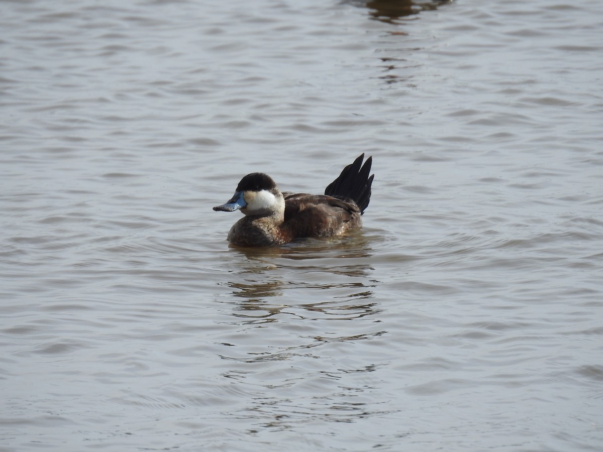 Ruddy Duck - Victoria  Sindlinger