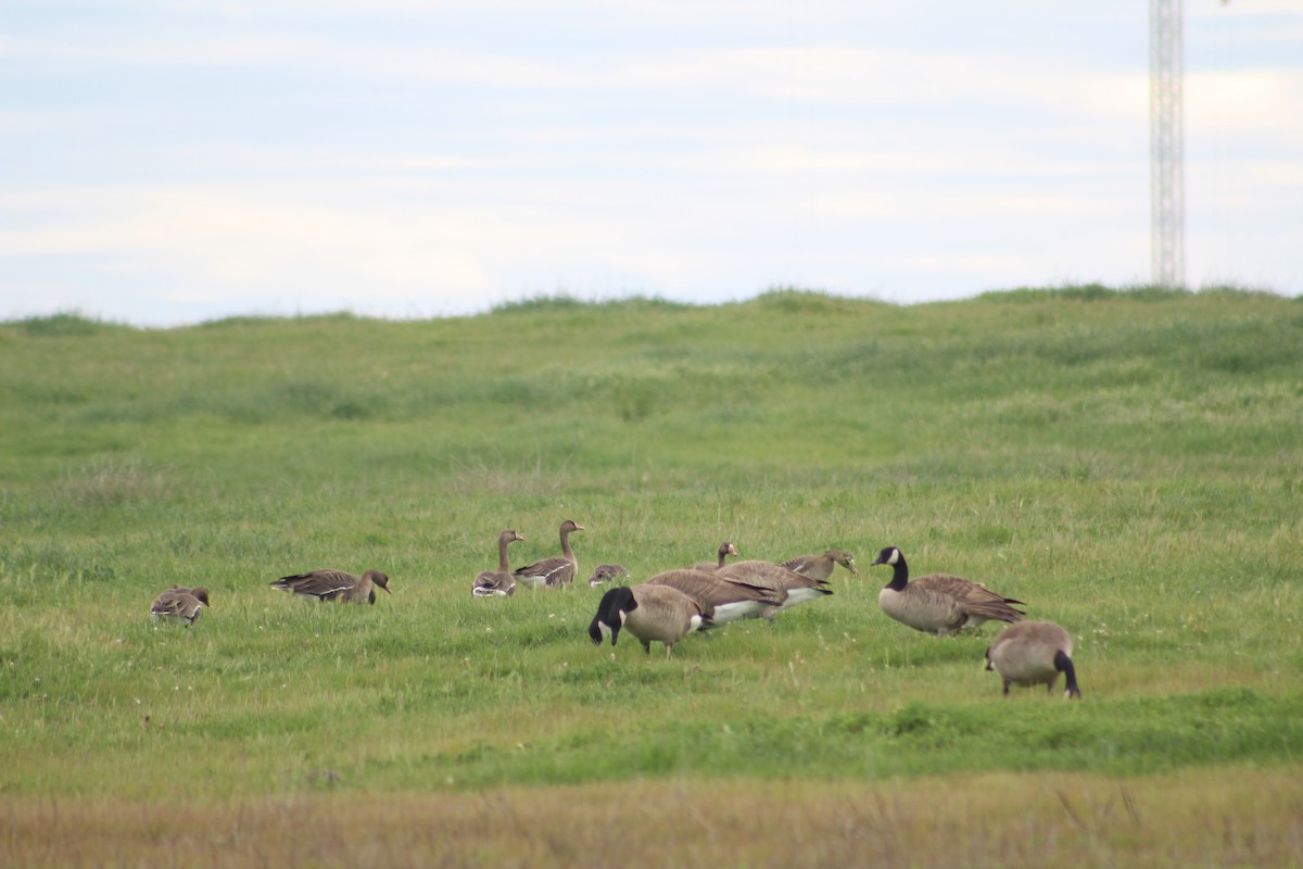 Greater White-fronted Goose - ML89503241