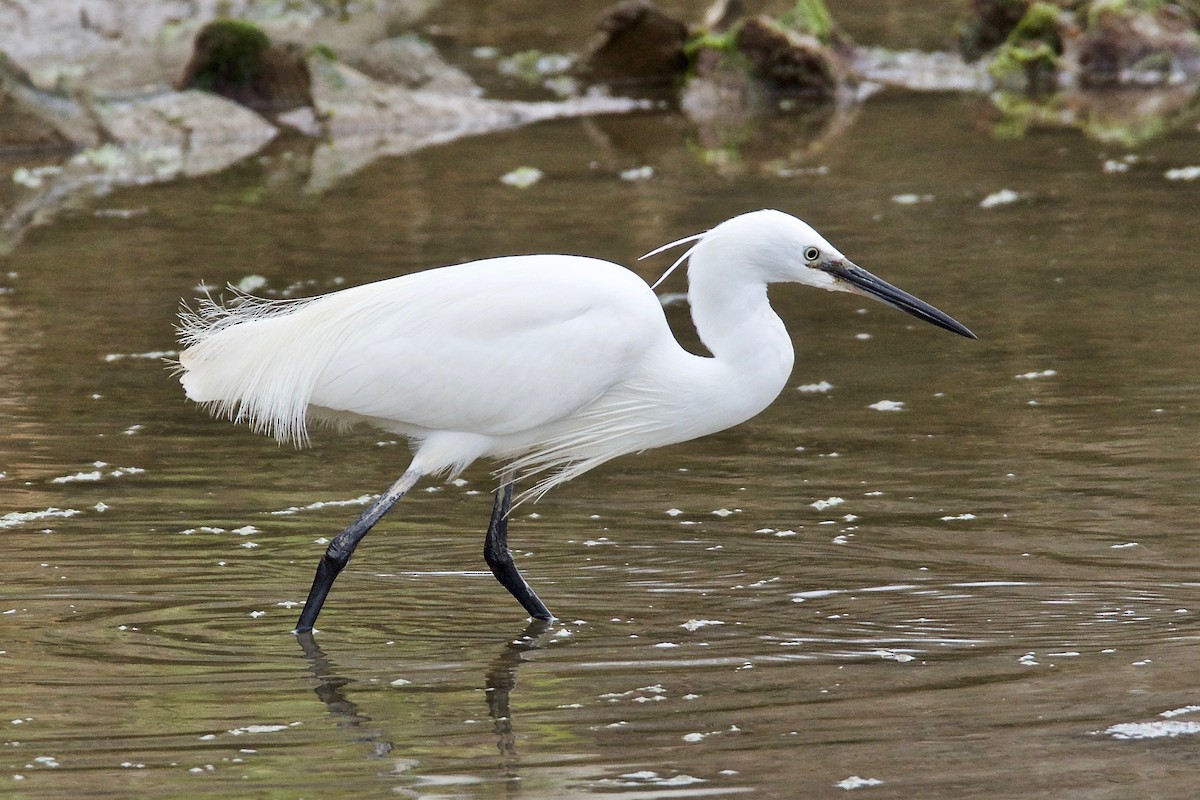 Little Egret - Ian Jarvie